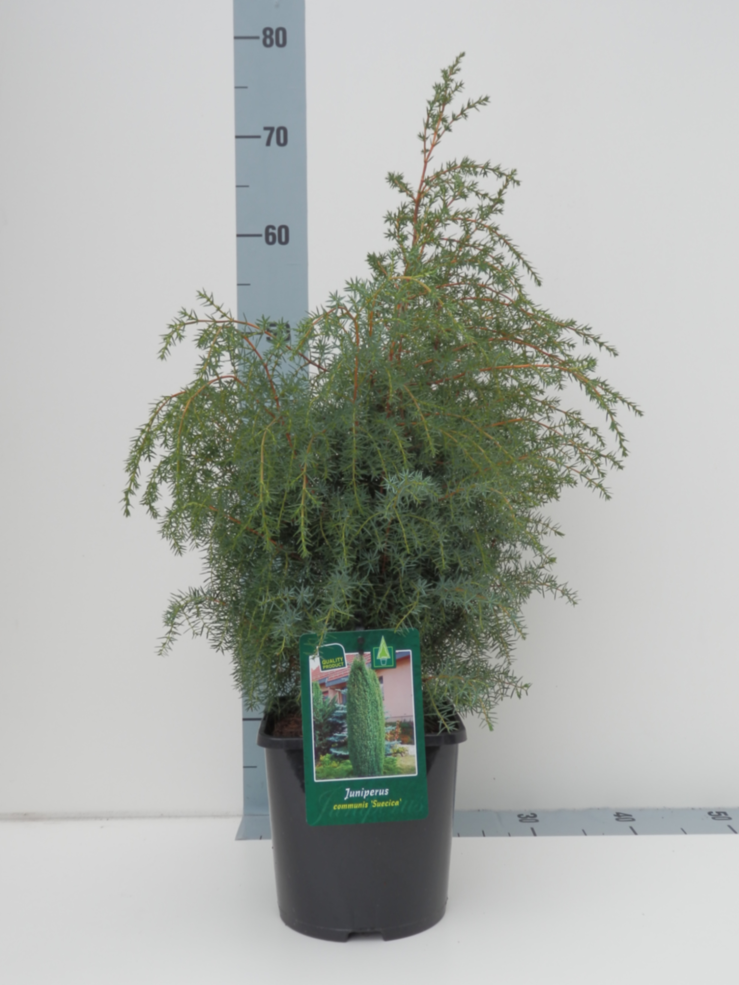 Можжевельник обыкновенный Суецика